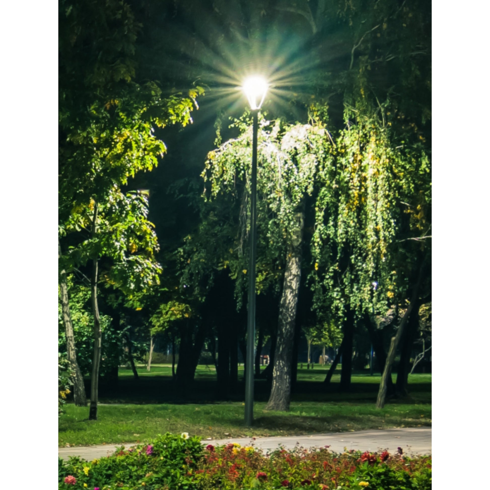 LED Post Top Area Light, 155W, 20500lm, 30K/40K/50K, 120-347V, Bronze - Bees Lighting