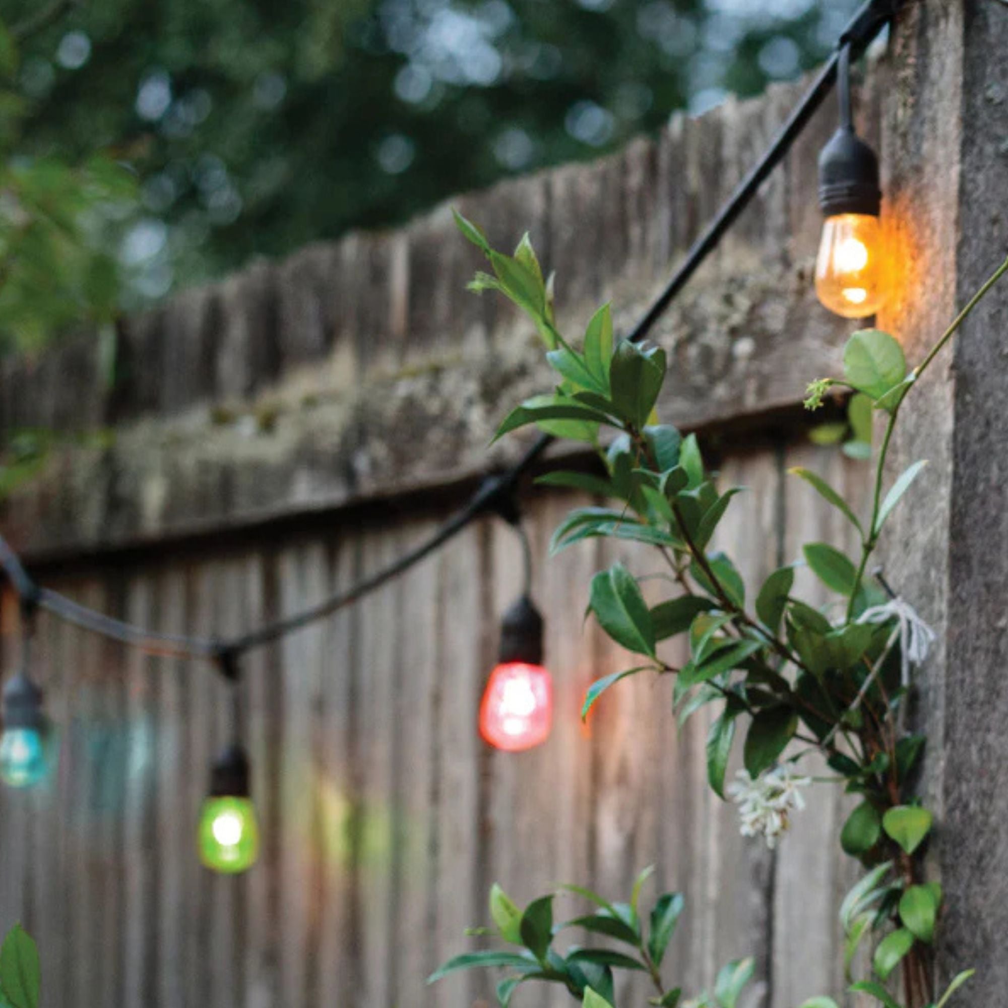Starfish Smart 48ft LED String Light, 15-S14 Bulbs, RGB + Tunable White